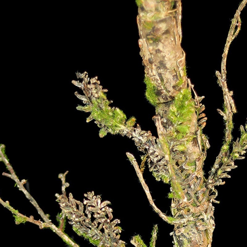 New Withered Vines Artificial  – обзор и цена Christmas Tree Artificial